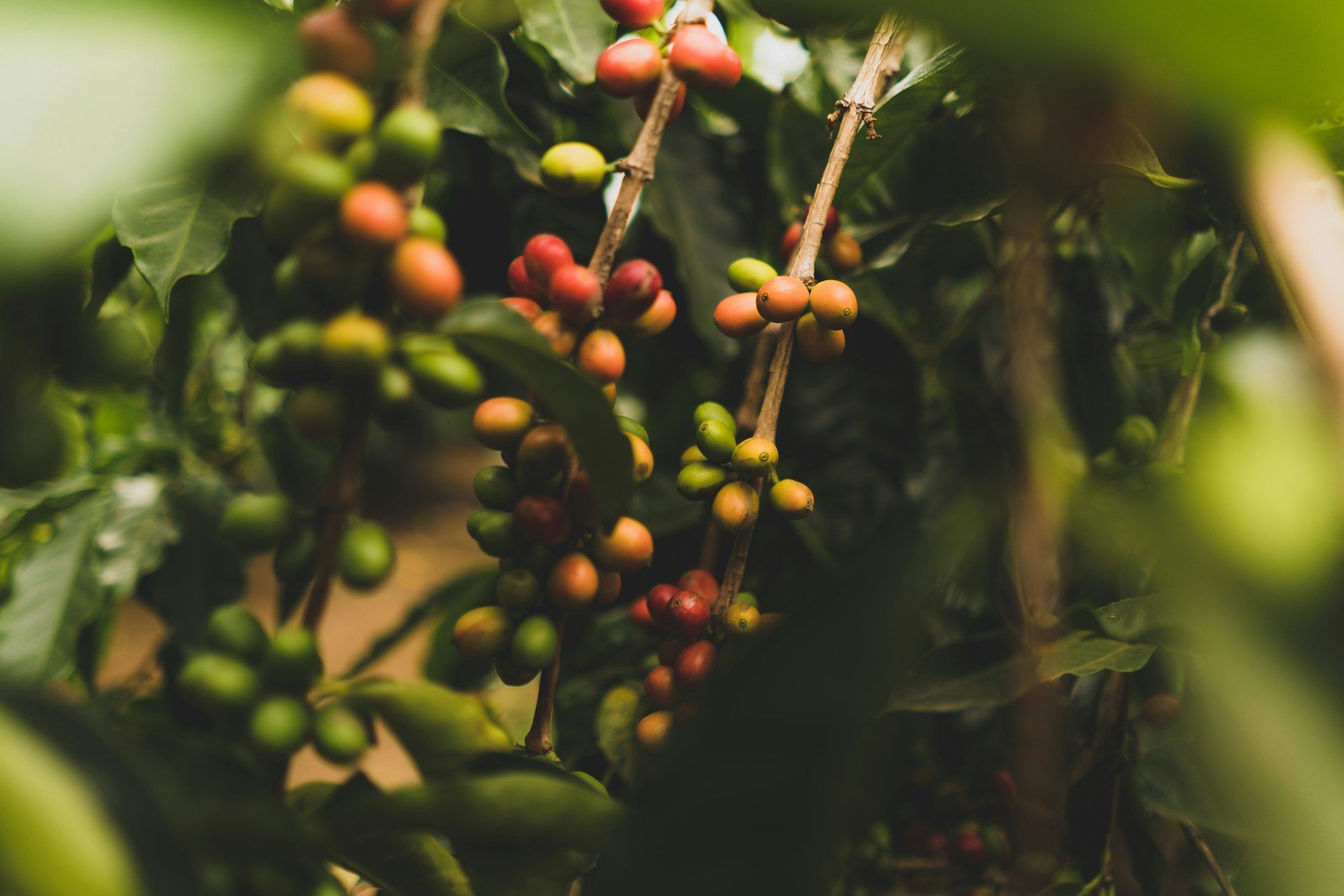 Cerises de café vertes, orangées et rouges sur une branche de caféier