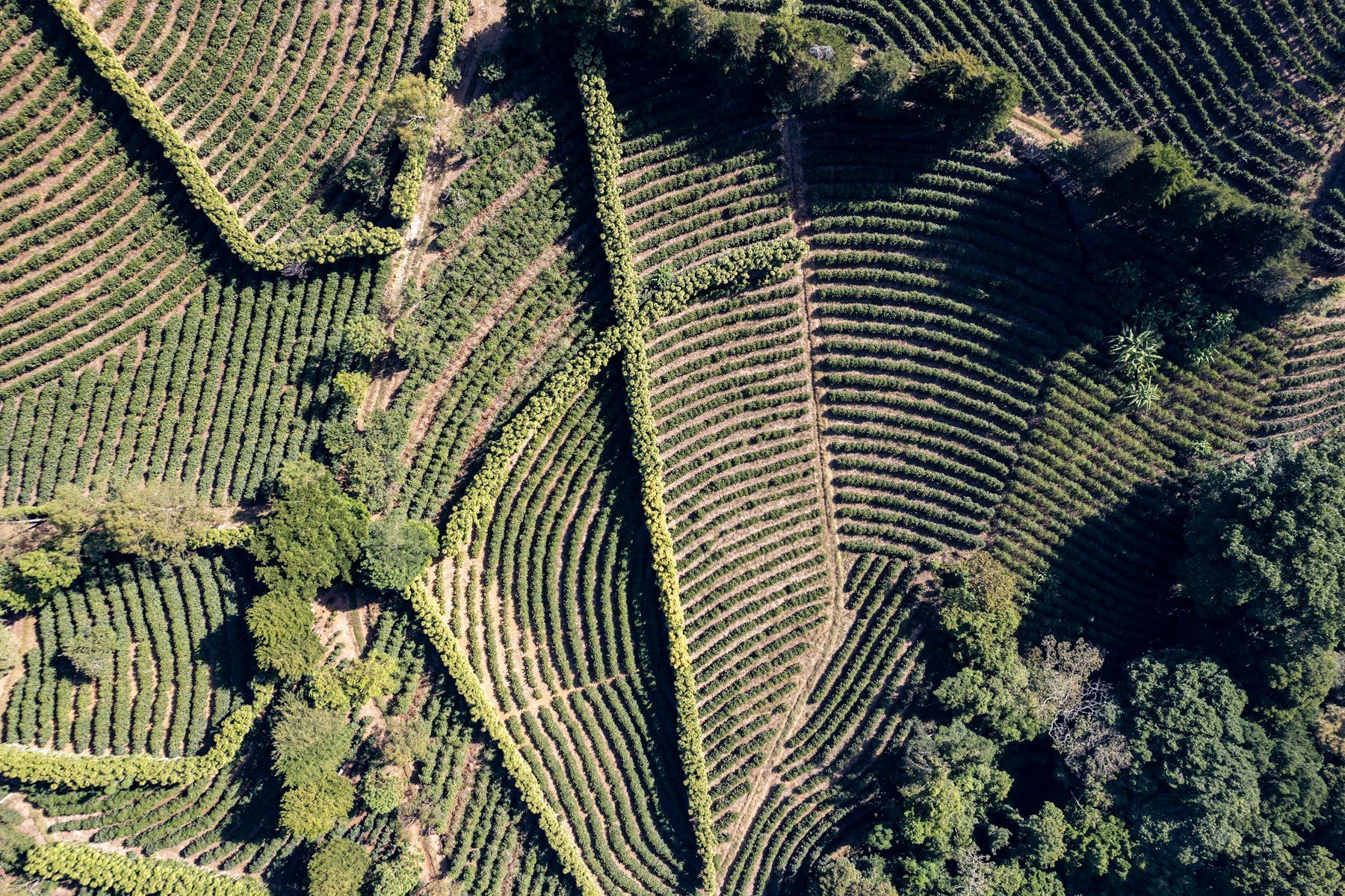 Parcelles de caféiers en rangs, vues du ciel
